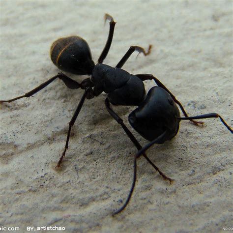 天穴 相片 房間莫名其妙有黑螞蟻